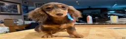 Miniature Dachshund dogs for sale: Import champion blood - Ad 24