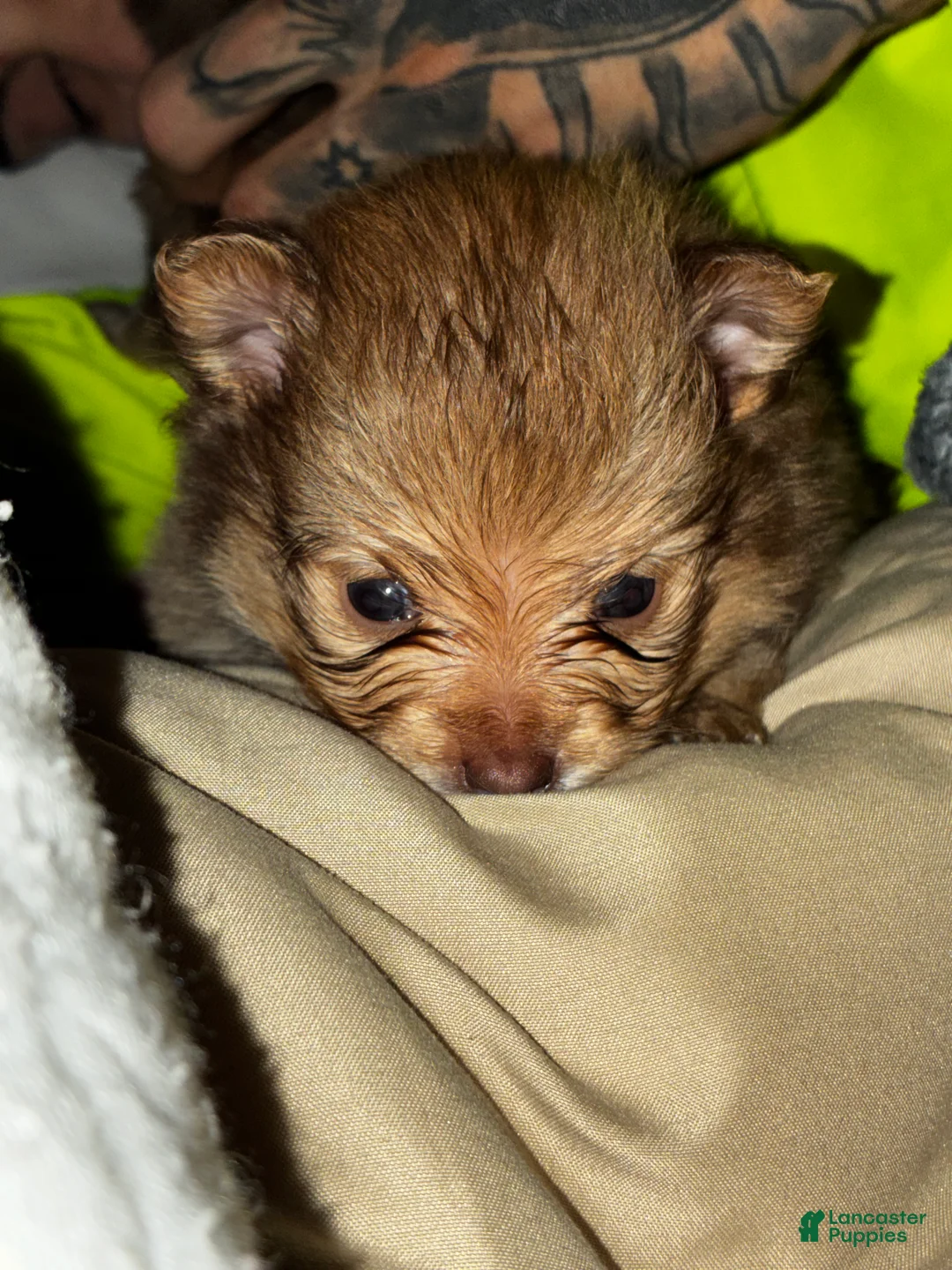 Pomsky dogs for sale: Pomsky Puppy 1 - Ad 2