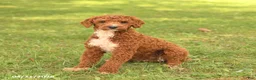 Miniature Poodle dogs for sale: Spot - Ad 3