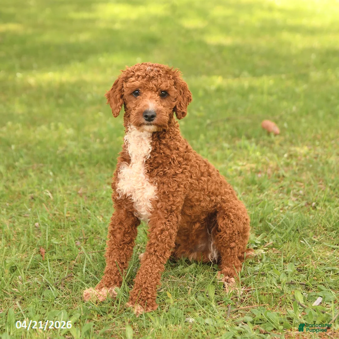 Miniature Poodle dogs for sale: Spot - Ad 3
