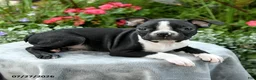 Boston Terrier dogs for sale: Becket - Ad 3