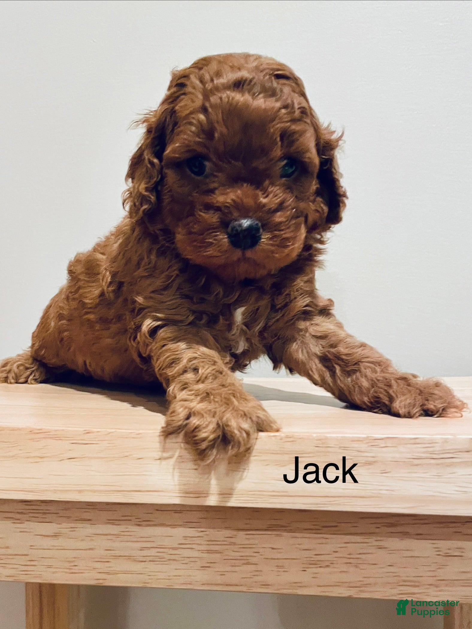 Cockapoo dogs Jack - Ad 1