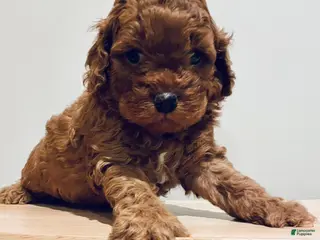 Cockapoo dogs for sale: Jack - Ad 4