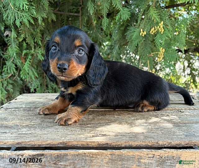Miniature Dachshund dogs Harris - Ad 2