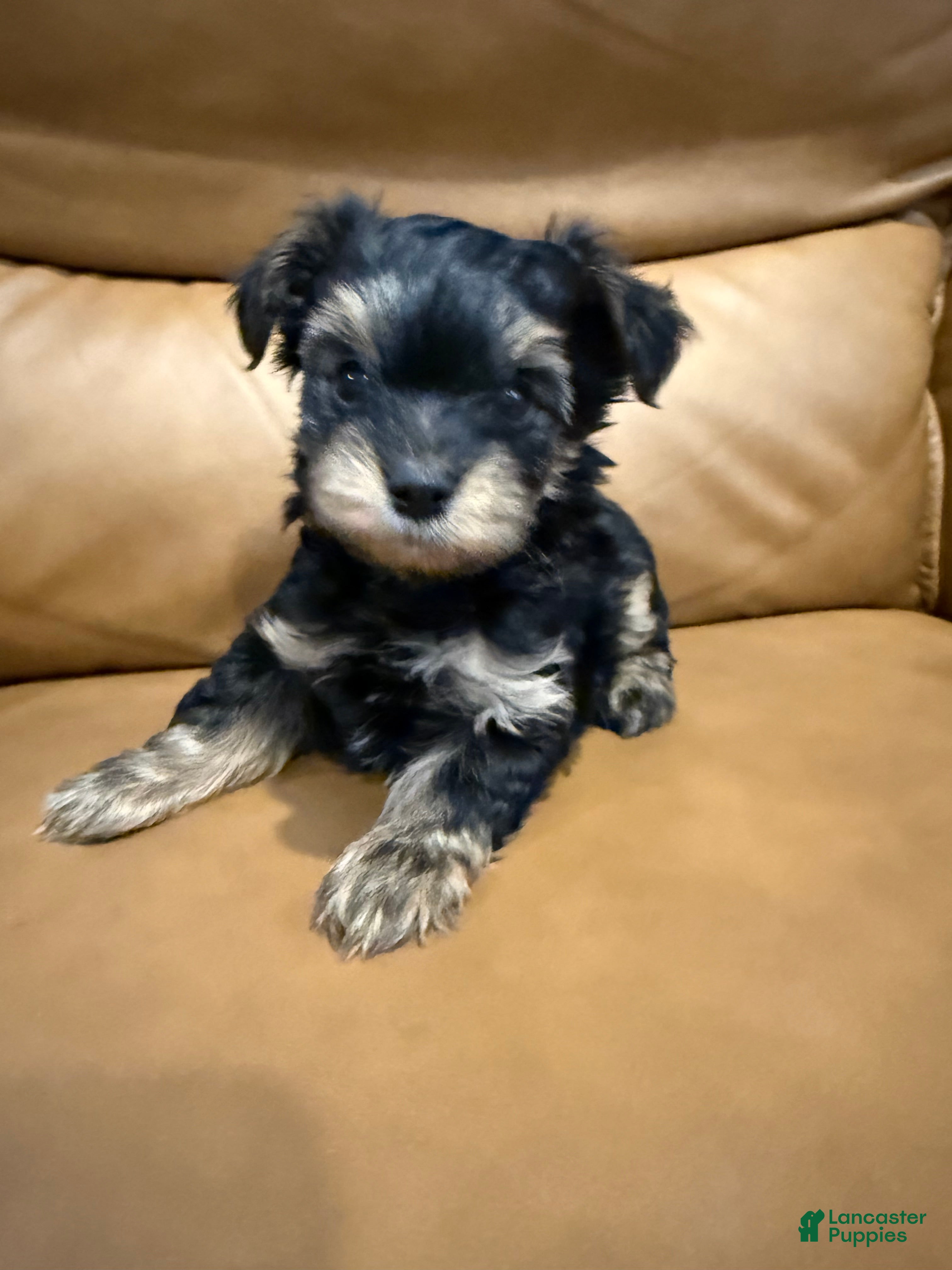 Yorkiepoo dogs TEDDIE - Ad 28