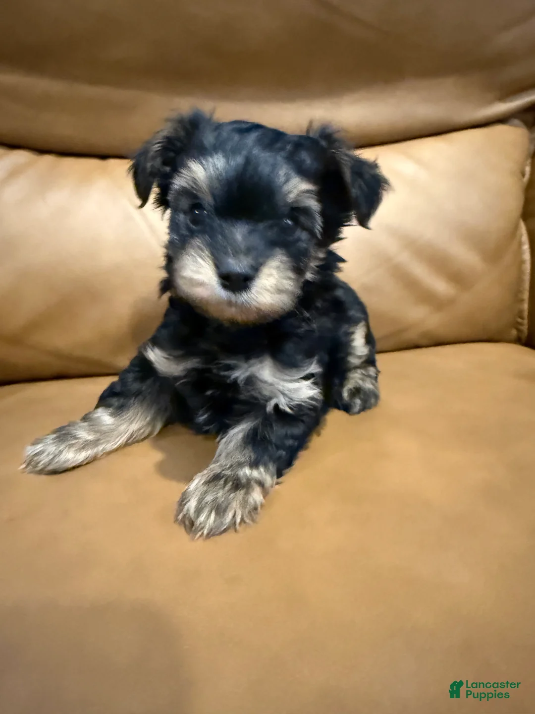 Yorkiepoo dogs for sale: TEDDIE - Ad 1