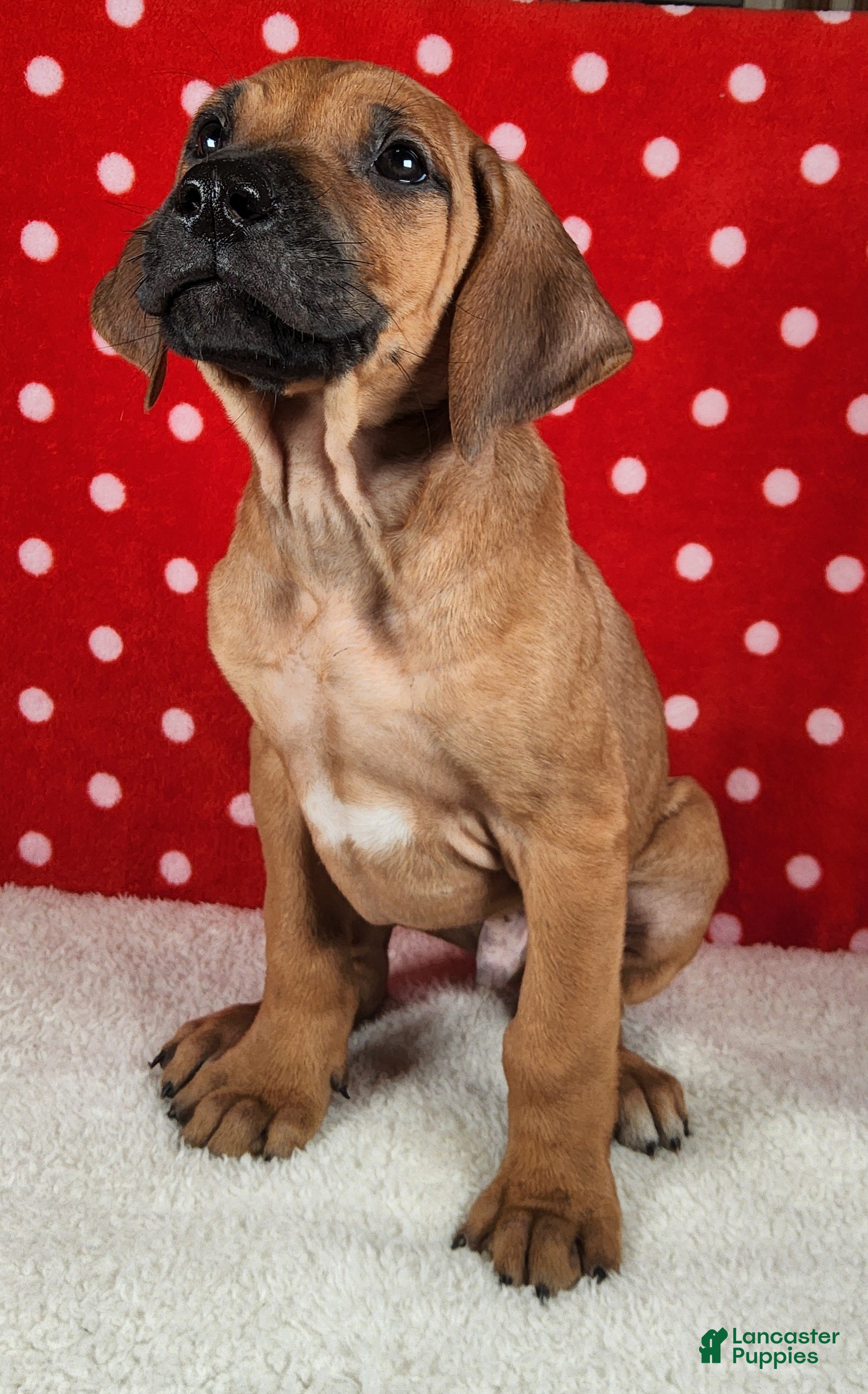 Rhodesian Ridgeback dogs Maverick - Ad 2