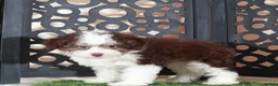 Aussiedoodle dogs for sale: Candy Beautiful F1B Mini Aussiepoo Puppy - Ad 3