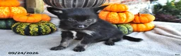 Pomsky dogs for sale: Toby - Ad 3