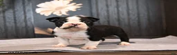 Boston Terrier dogs for sale: Pierre - Ad 4