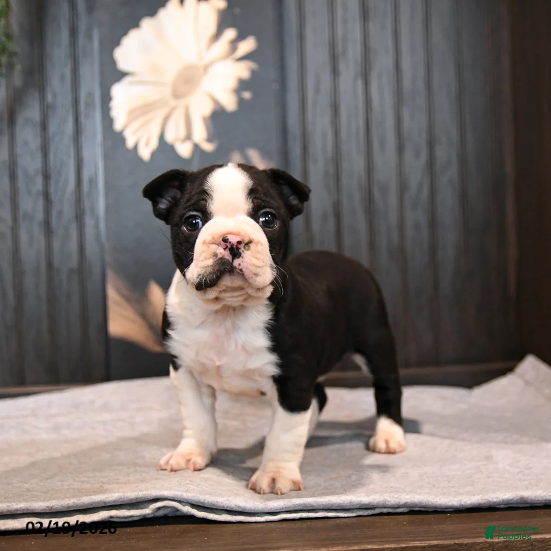 Boston Terrier dogs for sale: Pierre - Ad 4