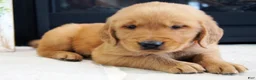 Golden Retriever dogs for sale: Cody - Ad 2