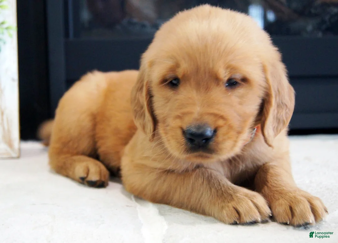Golden Retriever dogs for sale: Cody - Ad 2