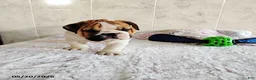 English Bulldog dogs for sale: Rio Grande - Ad 6