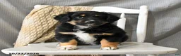 Miniature Australian Shepherd dogs for sale: Lad  - Ad 4