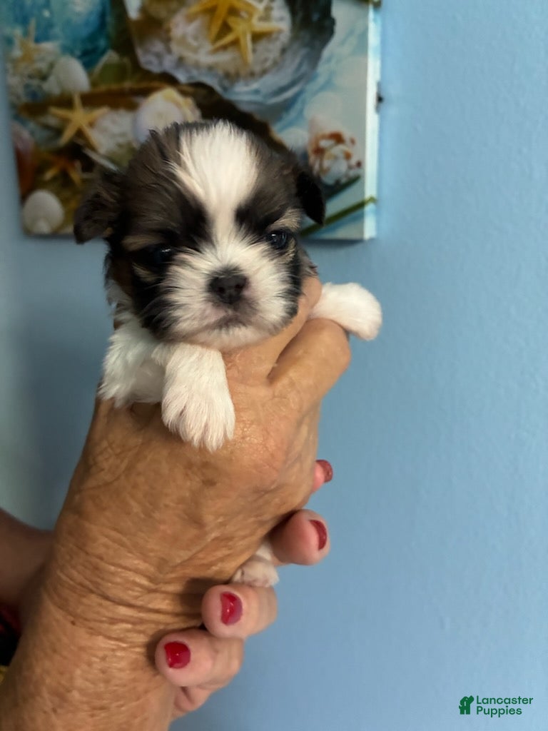 Shih Tzu dogs Shih Tzu Puppy 1 - Ad 5