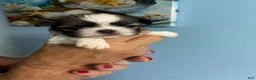 Shih Tzu dogs for sale: Shih Tzu Puppy 1 - Ad 1