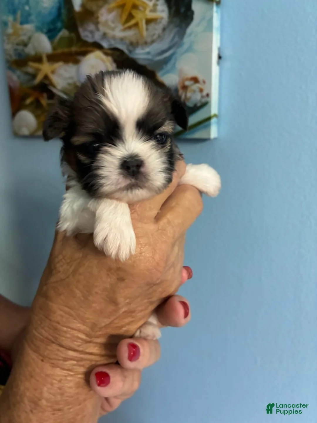 Shih Tzu dogs for sale: Shih Tzu Puppy 1 - Ad 1