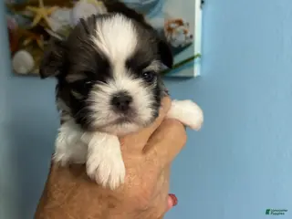 Shih Tzu dogs Shih Tzu Puppy 1 - Ad 5