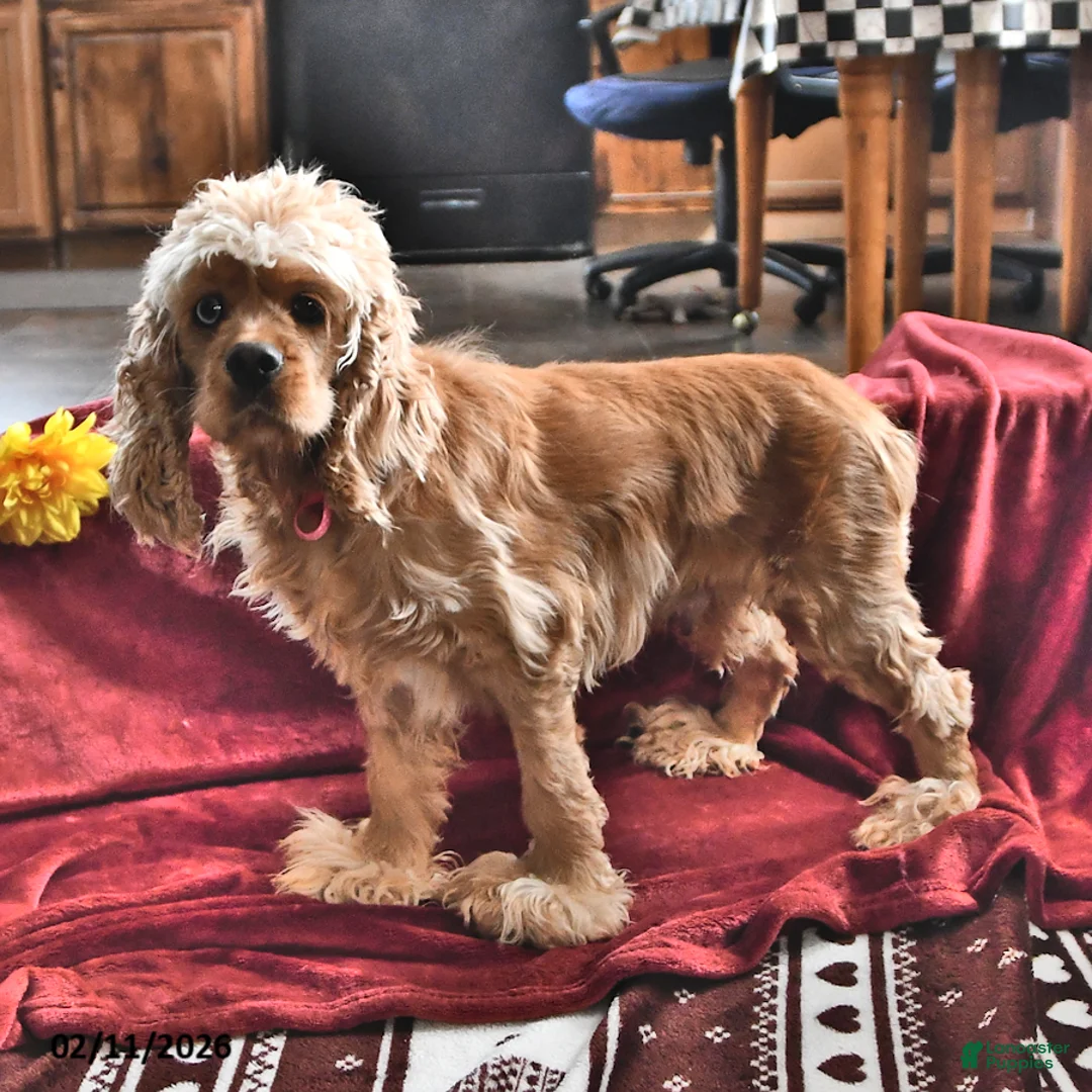 English Cocker Spaniel dogs for sale: SaraLyn - Ad 6