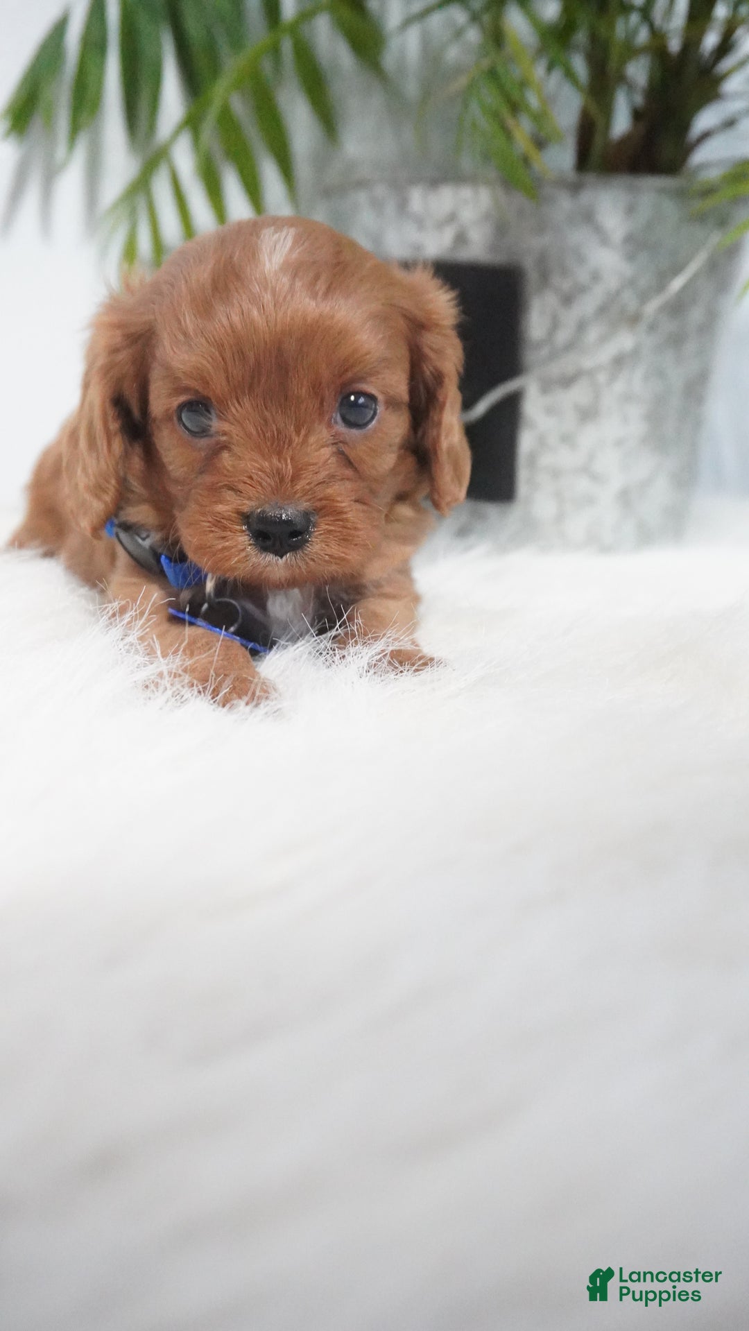 Cavapoo dogs for sale: Beau - Ad 3