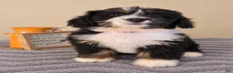 Bernedoodle dogs for sale: Milano - Ad 2