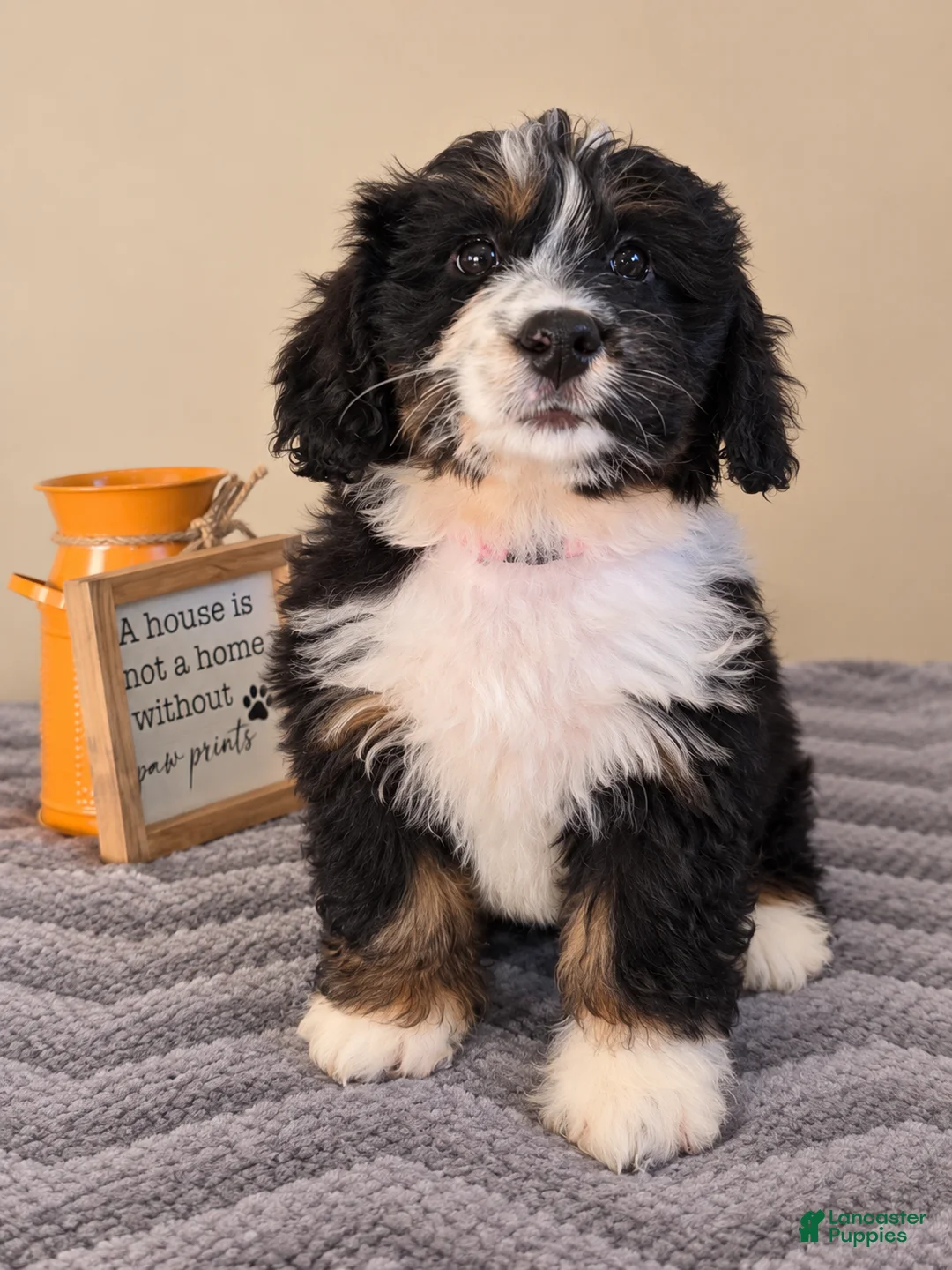 Bernedoodle dogs for sale: Milano - Ad 2