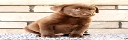 Labrador Retriever dogs for sale: Roger - Ad 3