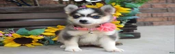 Pomsky dogs for sale: Paisley  - Ad 6