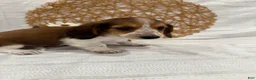 Miniature Dachshund dogs for sale: Dixie - Ad 16
