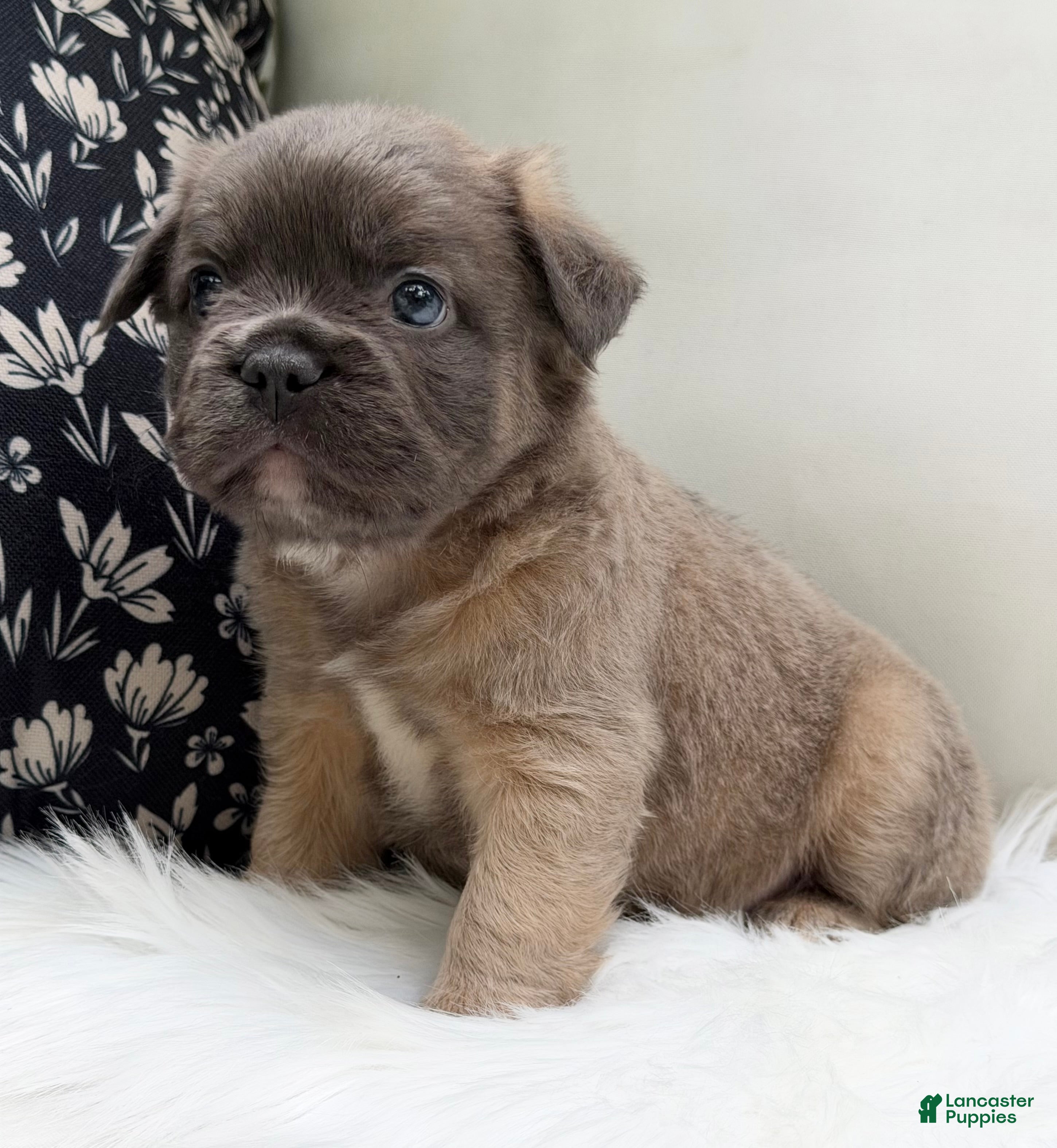 French Bulldog dogs Ash - Ad 1