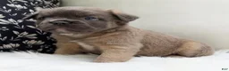 French Bulldog dogs for sale: Ash - Ad 1