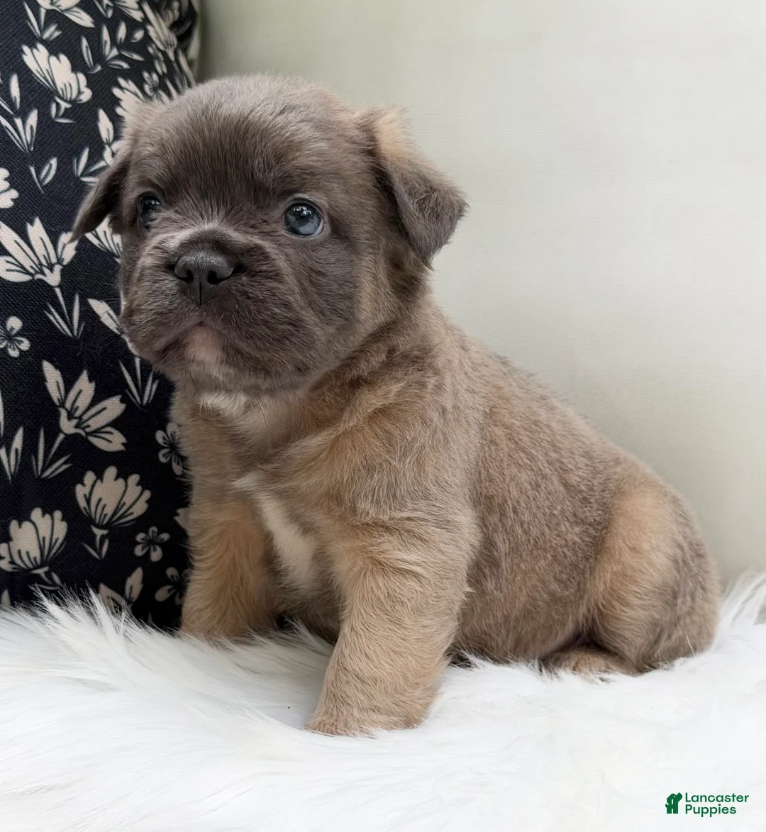 French Bulldog dogs for sale: Ash - Ad 1