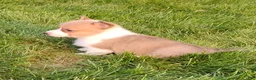 Welsh Corgi Pembroke dogs for sale: Welsh Corgi Pembroke 1 - Ad 4