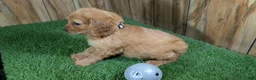 Cavapoo dogs for sale: Jazzy Boy 3 - Ad 4