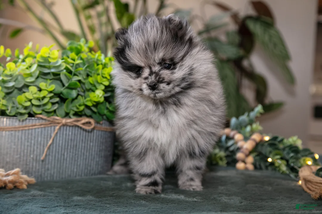 Pomeranian dogs for sale: Sasha - Ad 3