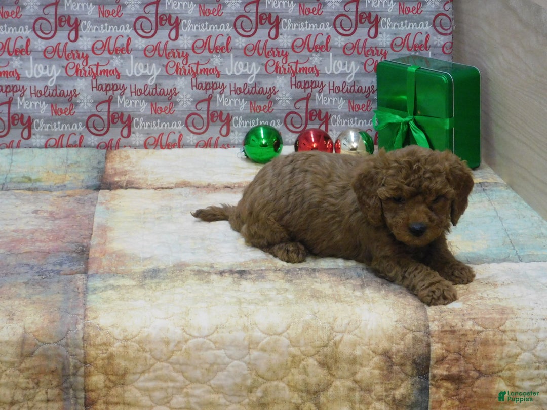 Goldendoodle dogs for sale: Mini Gemma - Ad 5