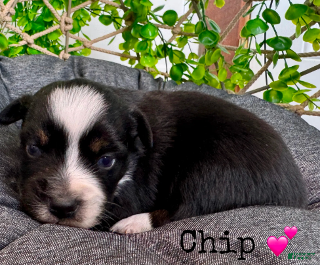 Miniature Australian Shepherd dogs for sale: Chip - Ad 6