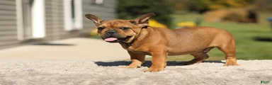 Otto – Fawn Brindle