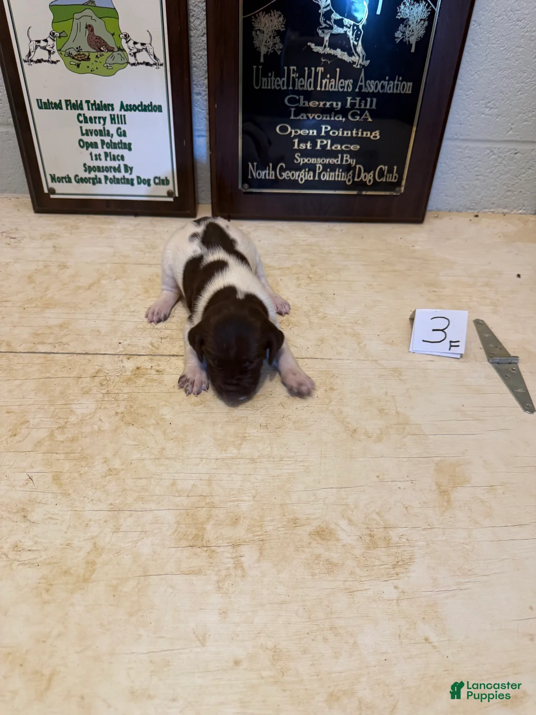 German Shorthaired Pointer dogs for sale: German Shorthaired Pointer 7 - Ad 1