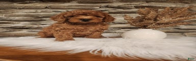JASMINE - MINI GOLDENDOODLE LOVELY PUPPY (RICHLAND, PA) - F1BB