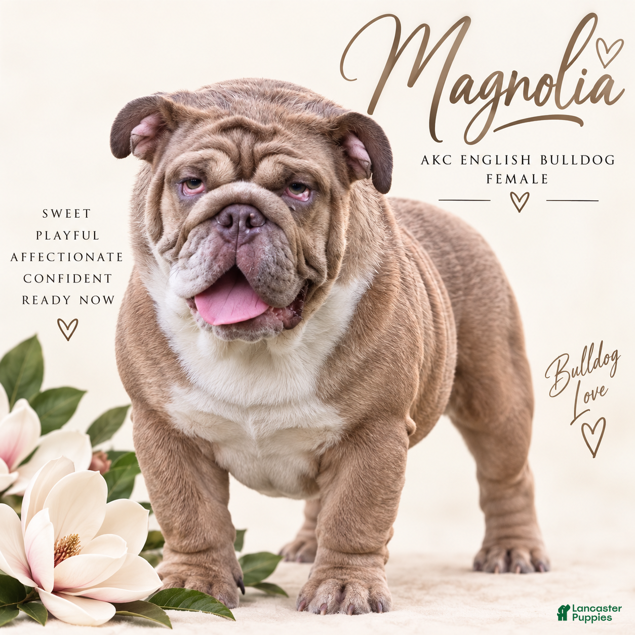 English Bulldog dogs Magnolia - Ad 1