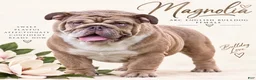 English Bulldog dogs for sale: Magnolia - Ad 1
