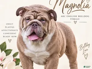 English Bulldog dogs Magnolia- full AKC - Ad 6