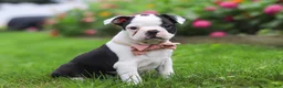 Boston Terrier dogs for sale: Sherry - Ad 4