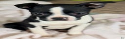 Boston Terrier dogs for sale: Minka - Ad 2