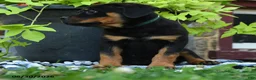 Rottweiler dogs for sale: Jordan - Ad 3