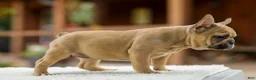 French Bulldog dogs for sale: Ocean – Fawn - Ad 6