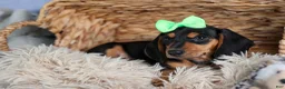 Miniature Dachshund dogs for sale: 🐾 MEET VARGO 🐶❤️ - Ad 18