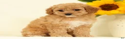 Cavapoo dogs for sale: Mindy - Ad 5